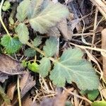 Geum canadense Leaf