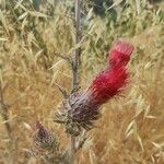 Cirsium occidentale Cvet