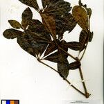 Terminalia tetrandra Άλλα