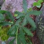 Potentilla gracilis Leaf