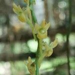 Rhipidoglossum ochyrae Flower