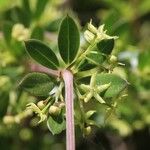 Rubia tenuifolia Azala