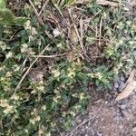 Guilleminea densa Kvet