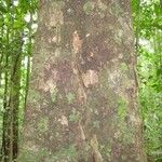 Licaria chrysophylla Magamba