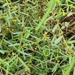 Chamaecrista mimosoides Hoja