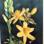 Bulbine bulbosa Çiçek