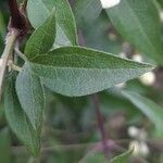 Clematis campestris Hoja