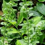 Scutellaria albida 形態