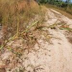 Themeda quadrivalvis Kukka