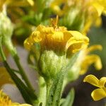 Dittrichia viscosa Λουλούδι