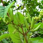 Syringa josikaea Fruit