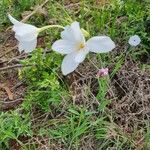 Gladiolus candidus Blüte