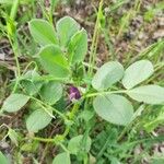 Vicia serratifolia Цветок