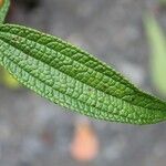 Boehmeria penduliflora Leaf