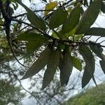 Styrax argenteus Leaf