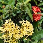 Ixora chinensis Blüte