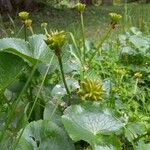 Ranunculus thora Blad