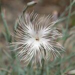 Dianthus crinitus Kvet