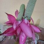 Aechmea mariae-reginae Flor