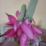 Aechmea mariae-reginae Цвят