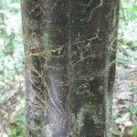 Swartzia arborescens چھال