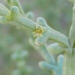 Salsola setifera Flor