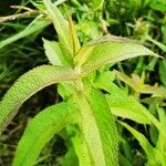 Eupatorium perfoliatum Blatt