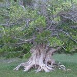 Myrceugenia exsucca Hábito