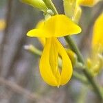 Genista cinerea Kwiat