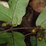 Triplophyllum buchholzii Hoja