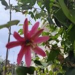 Passiflora manicata Floare