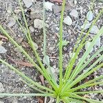 Asphodelus tenuifolius Leaf