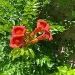 Campsis radicansFlower