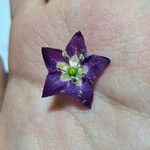 Capsicum pubescens Flor
