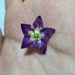 Capsicum pubescens Flower