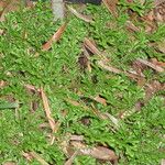 Selaginella kraussiana Liść