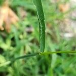 Digitaria sanguinalis Листок