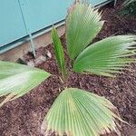 Pritchardia pacifica Leaf