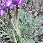 Anacamptis champagneuxii ഇല