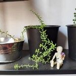 Sedum diffusum Delienn