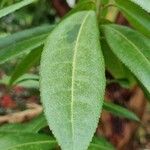 Pieris formosa Likasa