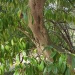 Cocculus laurifolius Bark