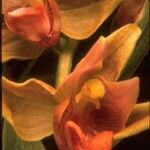 Epipactis gigantea Flower