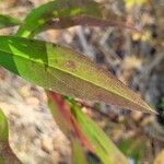 Symphyotrichum novi-belgiiΦύλλο