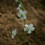 Omphalodes linifolia Altro