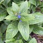 Pentaglottis sempervirens Folla