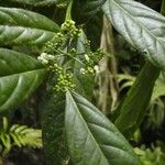 Ocotea dendrodaphne Otro