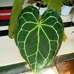 Anthurium crystallinum Hoja