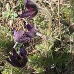 Pulsatilla montana Blad