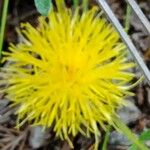 Centaurea acaulis 花